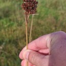 Juncus acutus L. subsp. acutus .Juncus acutus L. subsp. acutus .