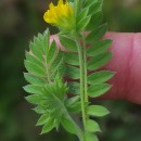 Ornithopus compressus L.Ornithopus compressus L.