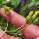 Senecio lividus L.Senecio lividus L.