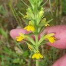 Parentucellia viscosa (L.) CaruelParentucellia viscosa (L.) Caruel