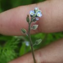 Myosotis ramosissima Rochel subsp. ramosissima .Myosotis ramosissima Rochel subsp. ramosissima .