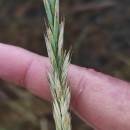 Elymus repens  (L.) GouldElymus repens  (L.) Gould
