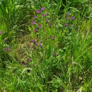 Echium plantagineum L.Echium plantagineum L.