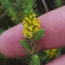 Thymelaea coridifolia (Lam.) Endl. subsp. coridifoliaThymelaea coridifolia (Lam.) Endl. subsp. coridifolia