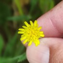 Sonchus asper (L.) HillSonchus asper (L.) Hill