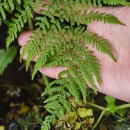 Athyrium filix-femina (L.) RothAthyrium filix-femina (L.) Roth