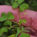 Oxalis corniculata L.Oxalis corniculata L.