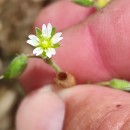 Cerastium fontanum Baumg. subsp. vulgare (Hartm.) Greuter & BurdetCerastium fontanum Baumg. subsp. vulgare (Hartm.) Greuter & Burdet
