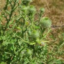 Cirsium vulgare (Savi) Ten.Cirsium vulgare (Savi) Ten.