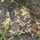 Pinguicula lusitanica L.Pinguicula lusitanica L.