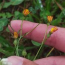 Crepis capillaris (L.) Wallr.Crepis capillaris (L.) Wallr.