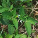 Solanum chenopodioides Lam.Solanum chenopodioides Lam.