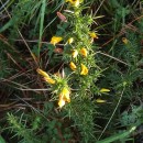 Ulex gallii Panch. subsp. breoganii (Castrov. & Valdés Berm.) Rivas Mart., T.E. Díaz, Fern. Prieto, Loidi & PenasUlex gallii Panch. subsp. breoganii (Castrov. & Valdés Berm.) Rivas Mart., T.E. Díaz, Fern. Prieto, Loidi & Penas