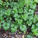 Geum urbanum L.Geum urbanum L.