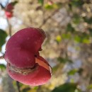 Euonymus europaeus L.Euonymus europaeus L.