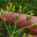 Senecio sylvaticus L.Senecio sylvaticus L.