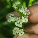 Valeriana dioica L.Valeriana dioica L.