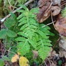 Polypodium interjectum ShivasPolypodium interjectum Shivas