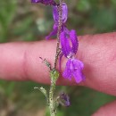 Linaria elegans Cav.Linaria elegans Cav.