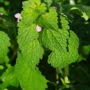 Lamium purpureum L.Lamium purpureum L.