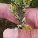 Genista tridentata L. subsp. cantabrica (Spach) NymanGenista tridentata L. subsp. cantabrica (Spach) Nyman