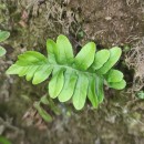 Polypodium vulgare L.Polypodium vulgare L.
