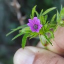 Geranium dissectum L.Geranium dissectum L.