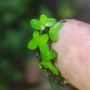 Lemna minor L.Lemna minor L.