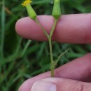 Senecio lividus L.Senecio lividus L.