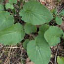 Doronicum carpetanum Boiss. & Reuter ex Willk. subsp.pubescens (Perez Morales, Penas, Llamas & Acedo) AizpuruDoronicum carpetanum Boiss. & Reuter ex Willk. subsp.pubescens (Perez Morales, Penas, Llamas & Acedo) Aizpuru