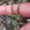 Micropyrum tenellum (L.) LinkMicropyrum tenellum (L.) Link