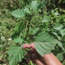 Solanum nigrum L.Solanum nigrum L.