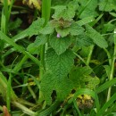 Lamium purpureum L.Lamium purpureum L.