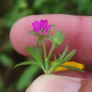 Geranium dissectum L.Geranium dissectum L.
