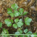 Apium graveolens L.Apium graveolens L.