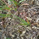 Armeria ciliata (Lange) Nieto Fel.Armeria ciliata (Lange) Nieto Fel.