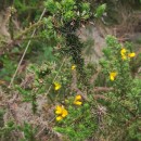 Ulex gallii Planch. subsp. galliiUlex gallii Planch. subsp. gallii