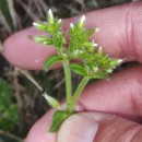 Cerastium glomeratum Thuill.Cerastium glomeratum Thuill.