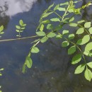 Fraxinus angustifolia VahlFraxinus angustifolia Vahl