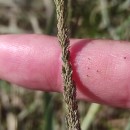 Sporobolus indicus (L.) R. Br.Sporobolus indicus (L.) R. Br.