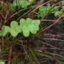 Hypericum elodes L.Hypericum elodes L.