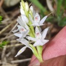 Dactylorhiza maculata (L.) SóoDactylorhiza maculata (L.) Sóo