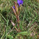 Gentiana pneumonanthe L.Gentiana pneumonanthe L.