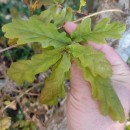 Quercus robur L.Quercus robur L.