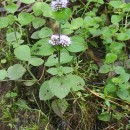 Mentha aquatica L.Mentha aquatica L.