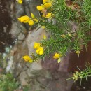 Ulex europaeus L. subsp. europaeusUlex europaeus L. subsp. europaeus