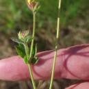 Lotus pedunculatus Cav.Lotus pedunculatus Cav.