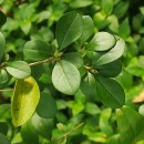 Ligustrum ovalifolium Hassk.Ligustrum ovalifolium Hassk.