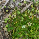 Sagina subulata (Sw.) C. PreslSagina subulata (Sw.) C. Presl