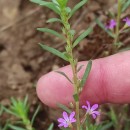 Lythrum hyssopifolia L.Lythrum hyssopifolia L.
